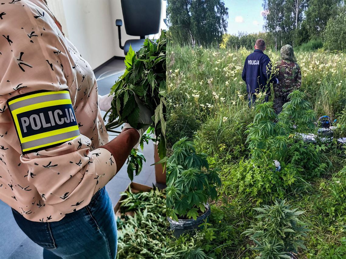 Zioło rosło, słonko świeciło i... wtedy weszła policja. Plantator zatrzymany, gdy doglądał roślin