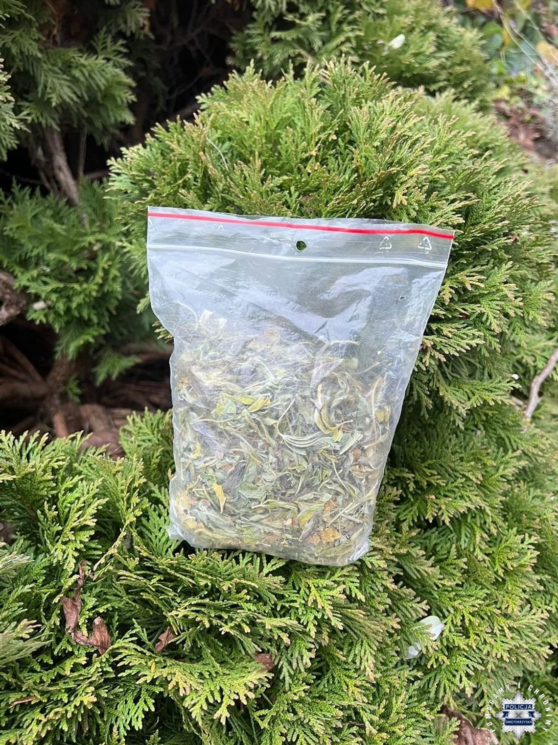 Zioło w tujach. Mężczyzna myślał, że tam nikt nie będzie szukał, ale policjanci go zaskoczyli