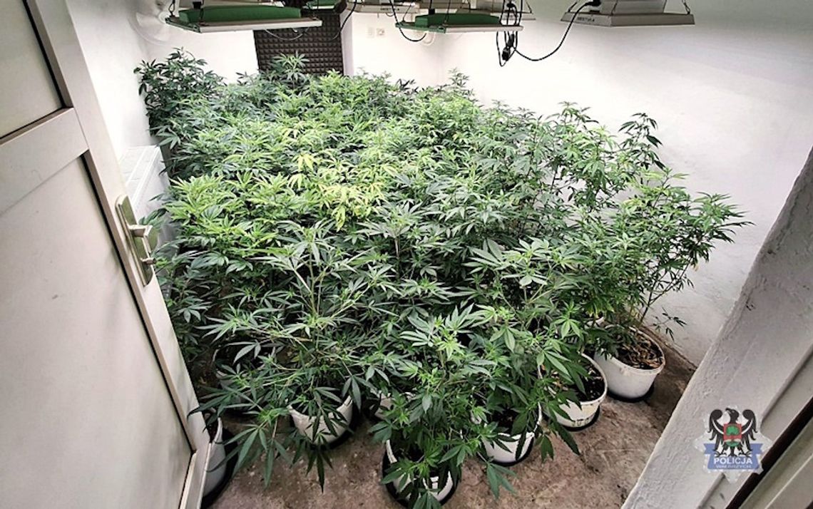 Zlikwidowana plantacja konopi. 47-latek miał ponad 8 kg marihuany i grzyby halucynogenne