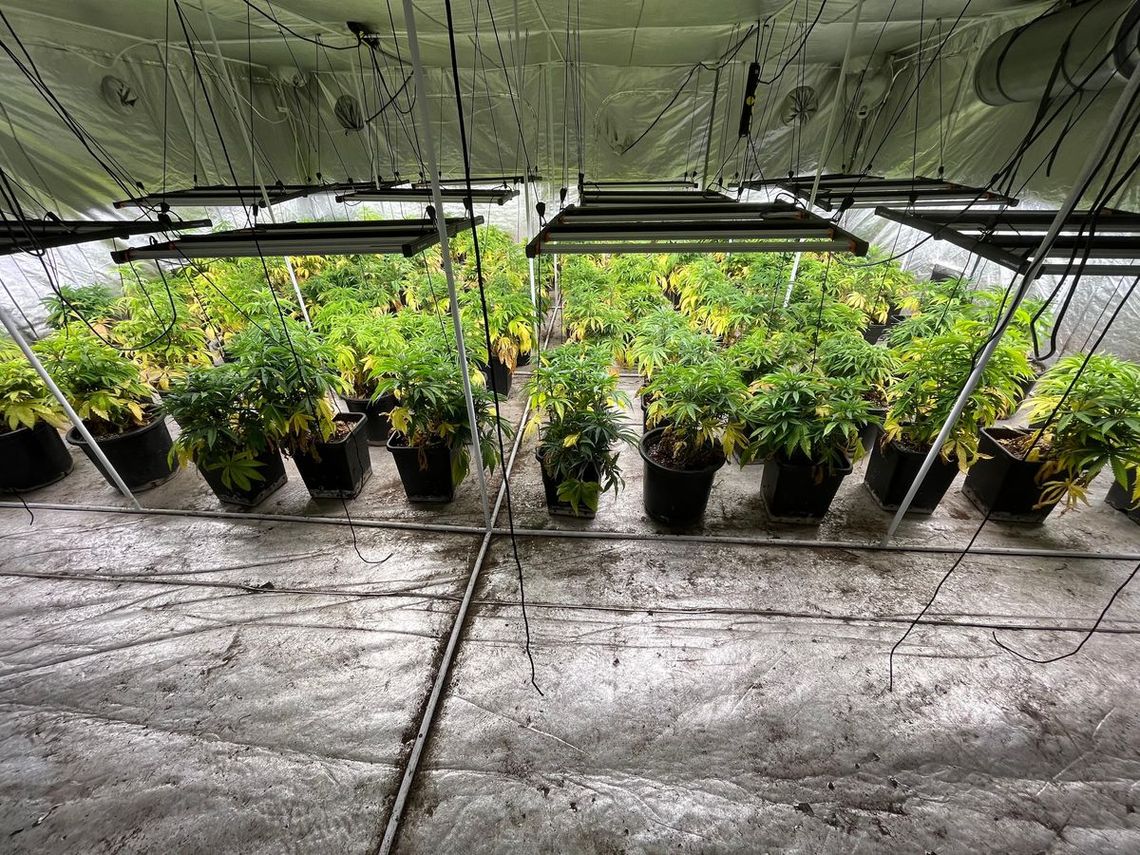 Zlikwidowana wielka plantacja konopi. Policjanci przejęli 80 kg narkotyku, broń i amunicję [ZDJĘCIA]