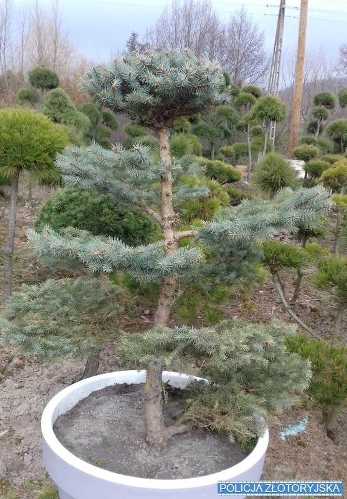 Złodziej-idiota ukradł drzewko bonsai warte 3 tysiące, a na miejscu zgubił swój smartfon