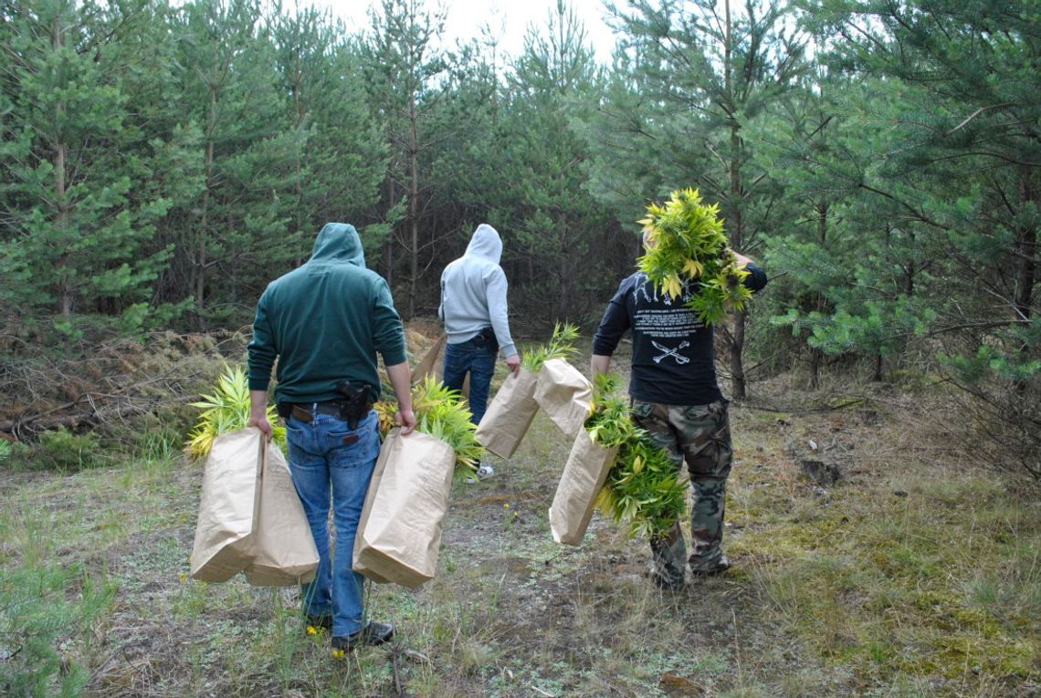 Znaleźli dużą plantację na leśnej polanie. Właściciel nie ma po co do niej wracać