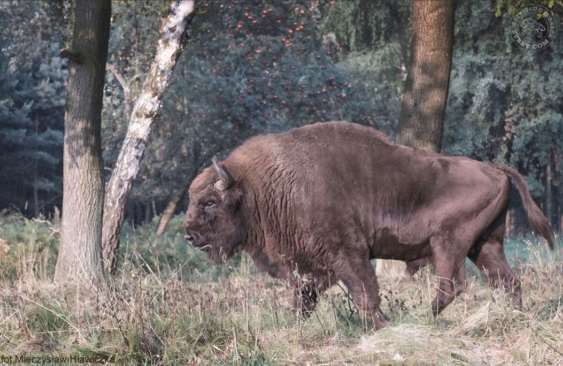 Żubr zaatakował ciężarną kobietę podczas spaceru. Poszkodowaną zabrał śmigłowiec LPR Żubr zaatakował ciężarną kobietę podczas spaceru. Poszkodowaną zabrał śmigłowiec LPR