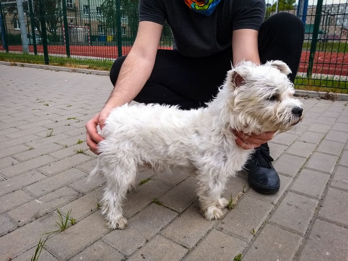 Zwinął psa spod sklepu i wystawił na sprzedaż w sieci. Kupiec zjawił się na miejscu z policjantami