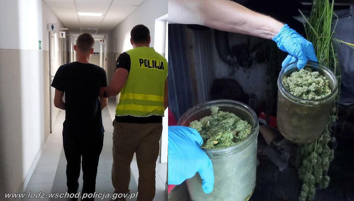 Żył na plantacji zioła, w którą zamienił swoje mieszkanie. Policja znalazła 150 krzewów i 20 kg suszu