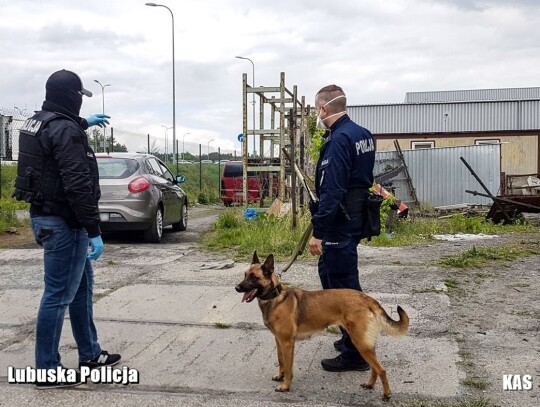 zielona gora marihuana amfetamina tyton 11