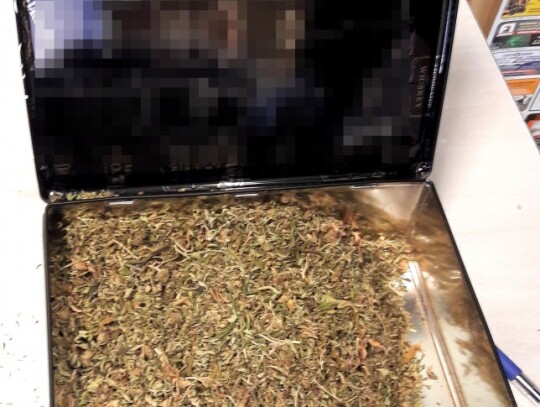 kluczbork plantacja konopi narkotyki marihuana 4