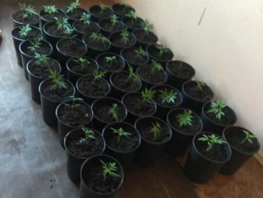 kutno narkotyki plantacja konopi marihuana 5