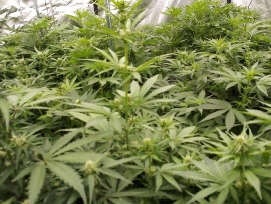 stalowa wola narkotyki plantacja marihuana