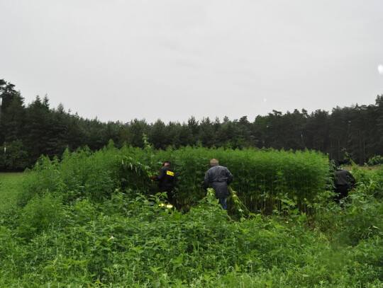 gniezno marihuana plantacja konopi 3