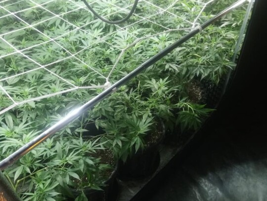 wroclaw narkotyki plantacja konopi marihuana 2
