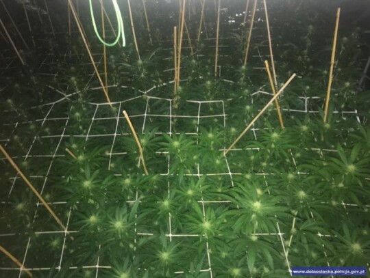 wroclaw narkotyki plantacja konopi marihuana 7