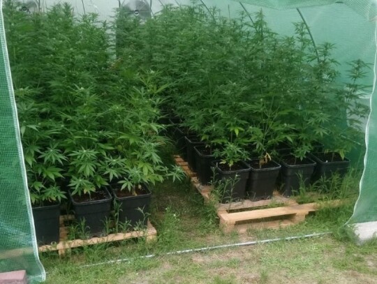 wroclaw narkotyki plantacja konopi marihuana 8