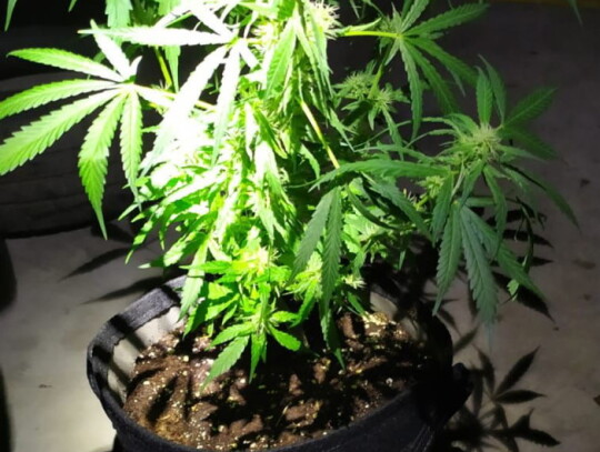 ursynow marihuana plantacja 2