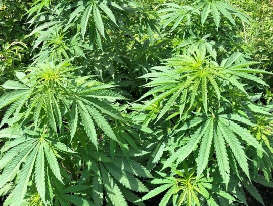 leczna siedliszcze marihuana konopie 1