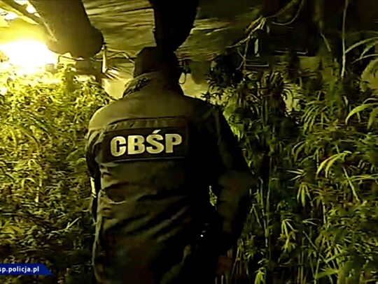 lwowek slaski marihuana cbs 1