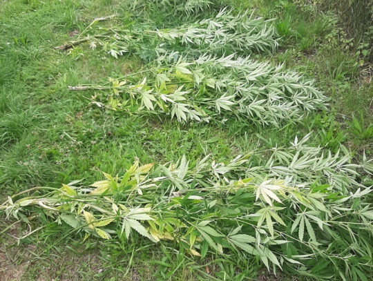 jawor marihuana plantacja konopi 1