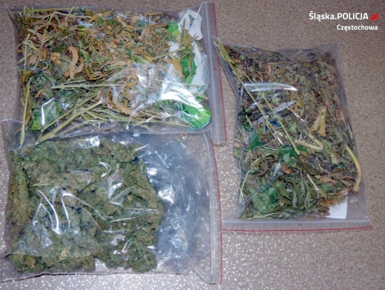 marihuana czestochowa 1