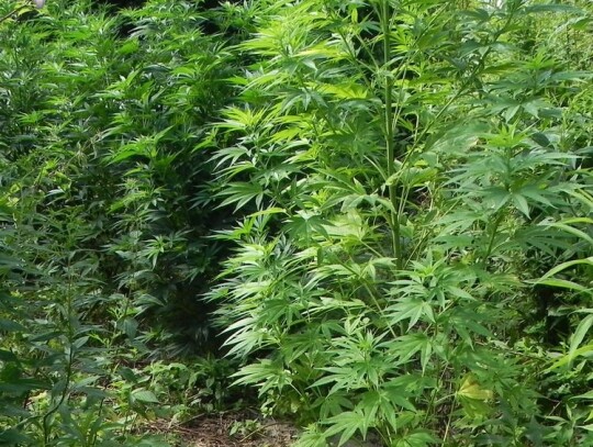 niedrzwica duza lublin marihuana 2