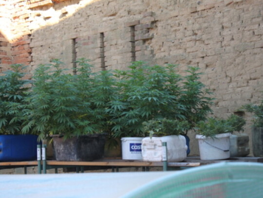 choszczno marihuana 2