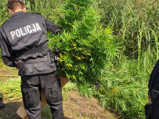 radomsko plantacja konopi marihuana 2