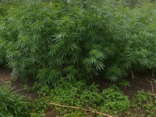 lodz zgierz marihuana konopie 4