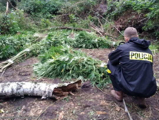 tuszyn narkotyki marihuana 1