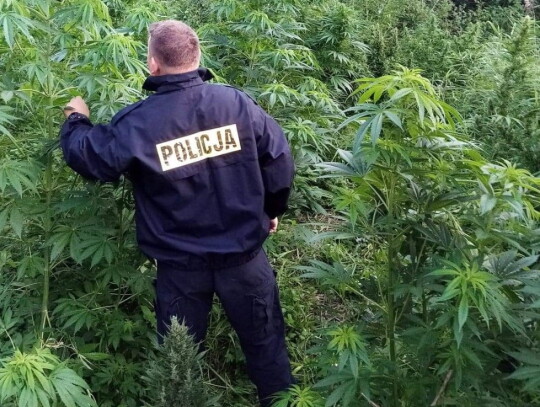 rawa mazowiecka marihuana 1