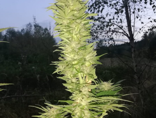 lask marihuana plantacja konopi 2