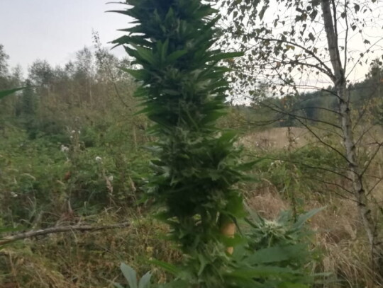 lask marihuana plantacja konopi 3