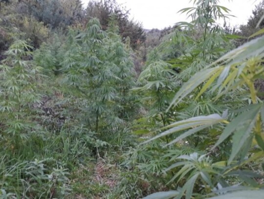 jaroslaw marihuana plantacja konopi 2