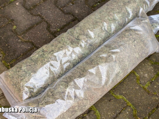 miedzyrzecz marihuana konopie 3