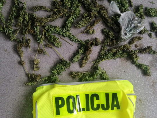 piotrkow trybunalski marihuana konopie 6