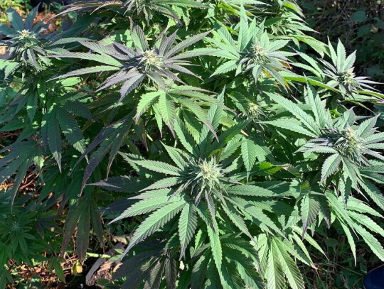 pultusk marihuana plantacja 1