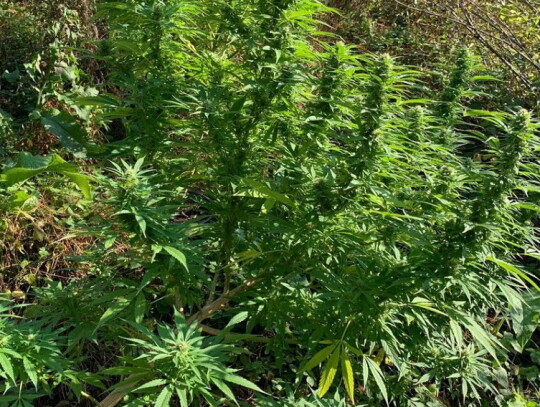 pultusk marihuana plantacja 3