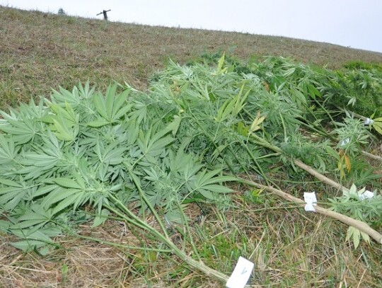 pultusk marihuana plantacja 4