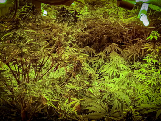 nysa cbsp plantacja konopi marihuana 4
