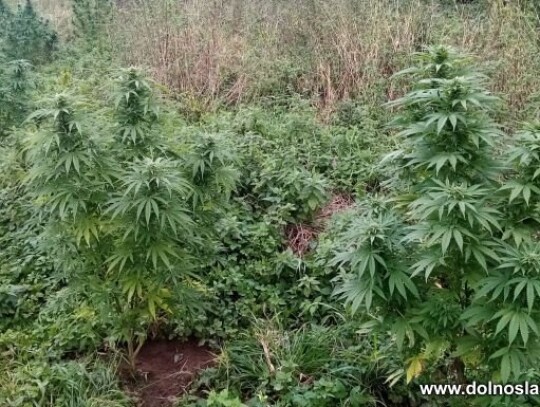 boleslawiec marihuana plantacja 1