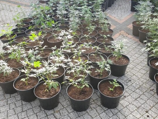 gliwice marihuana narkotyki 3