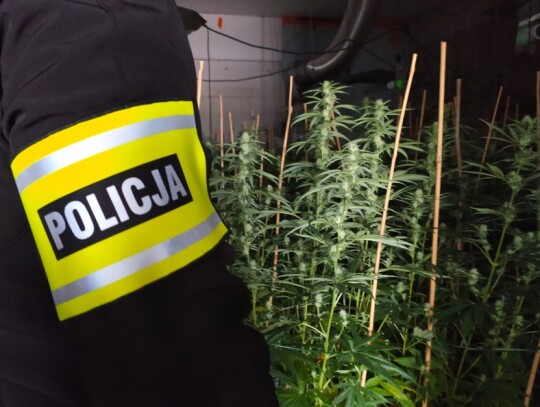 sokolka bialystok marihuana 6