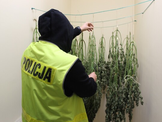 zapolice marihuana alkohol 4