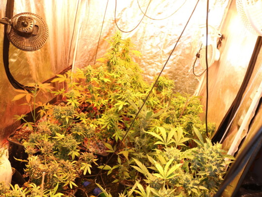 koszalin narkotyki 2