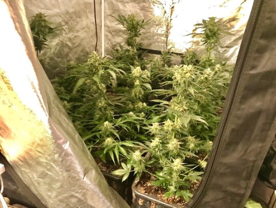 koszalin narkotyki 7