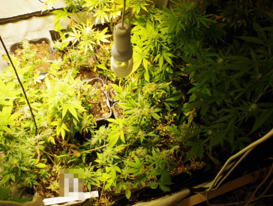 koszalin narkotyki 9