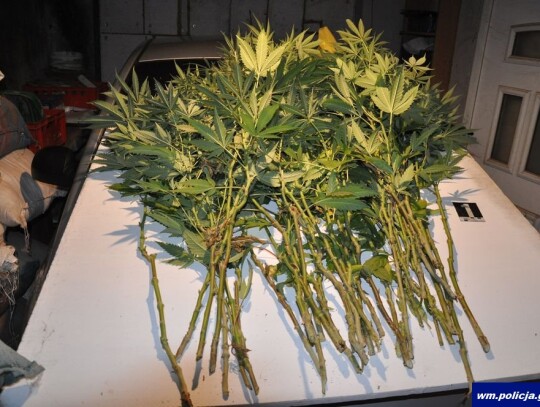 grodziczno marihuana 6