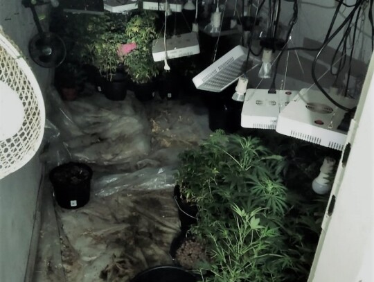 myslenice plantacja konopi marihuana 2