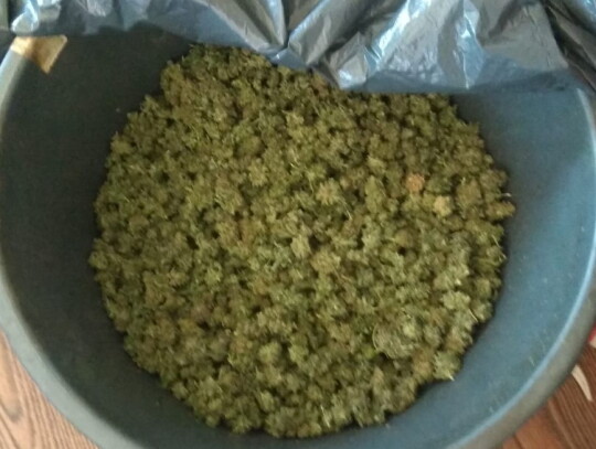 koszalin plantacja konopi marihuana 1