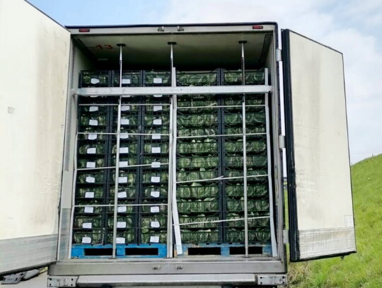 marihuana przemyt w kalafiorach 2