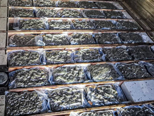 marihuana przemyt w kalafiorach 3