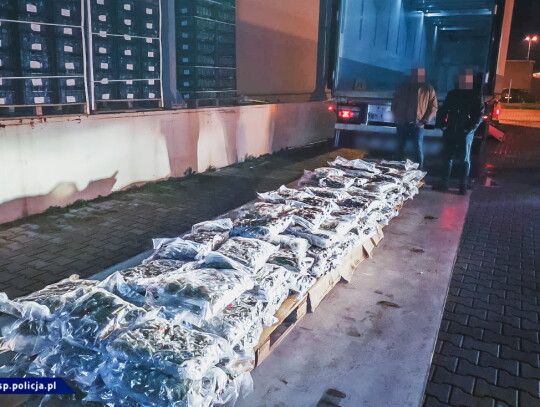 marihuana przemyt w kalafiorach 5